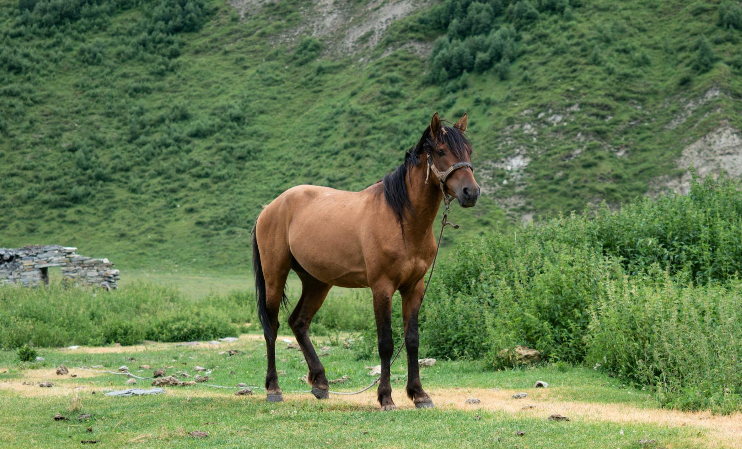 Pferd auf der Weide als Symbol für mehr Energie durch passende Fütterung